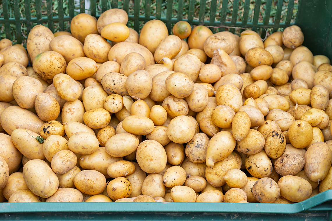Kartoffelernte